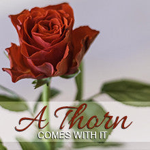 A Thorn Comes With it